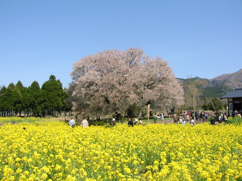 【4/7（金）博多発 日帰り】春爛漫♪一心行の大桜と阿蘇神社参拝コース