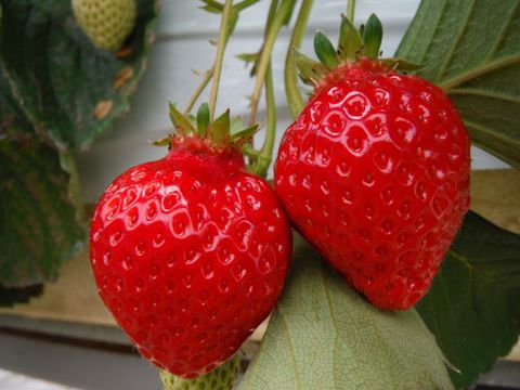 うれしいイチゴ食べ放題♪
