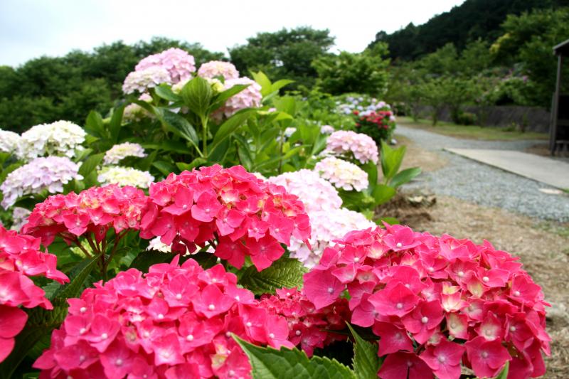 金山アジサイ園とベルセゾンナカムラコースランチ